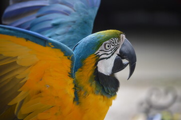 Macaw in Ocala, Florida.