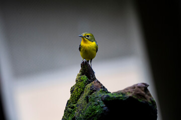 Green - backed Flycatcher