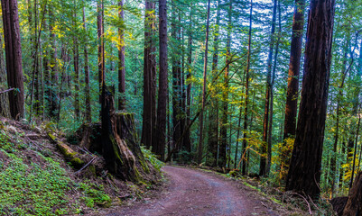 Fire Road Through Redwood Forest, Sam McDonald Park, San Mateo County, California, USA