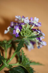 Colorful flower blossom close up Verbena hybrid family verbenaceae botanical modern background high quality big size print