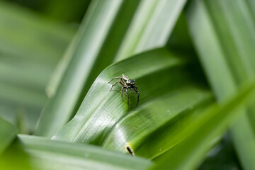 Jumping spider