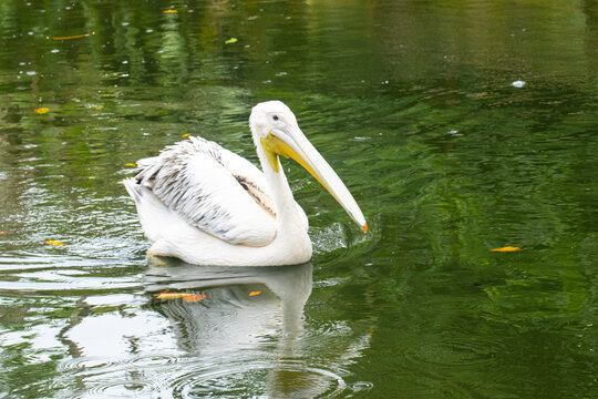 Paddling Away