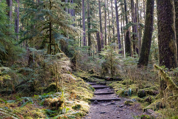 Obraz premium Olympic National Park