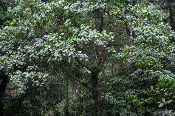 Green himalayan forest , trees covered with moss and orchids