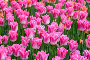 Pattern of pink and white tulips growing closely in a garden, as a nature background
