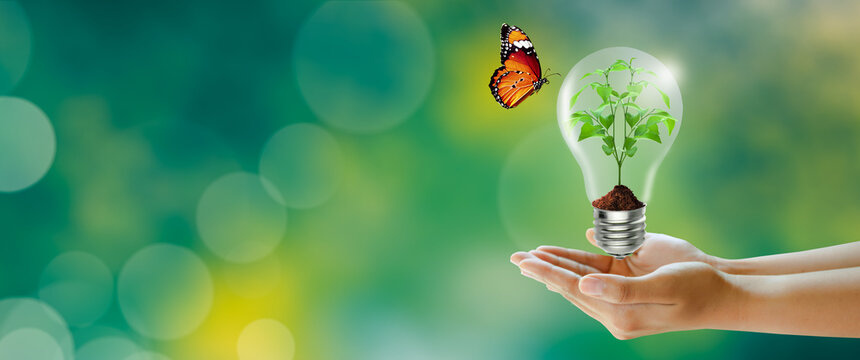Human hand holding plant growing in the light bulb with butterfly on Green background. Think green, Power saving, Innovation, Green ecology energy, and Saving environment Concept.