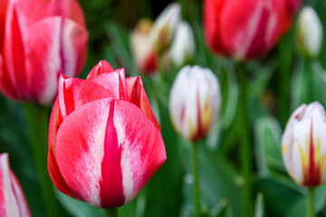 Portrait red and white Jonquieres Tulip blooming in a spring garden
