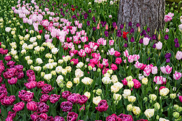 Fototapeta premium Rainbow of purple, white, and pink tulips blooming in a spring garden around a tree trunk 