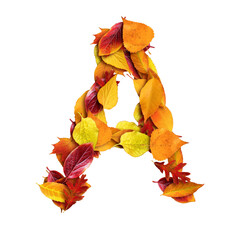 autumn leaves on white background, letter a