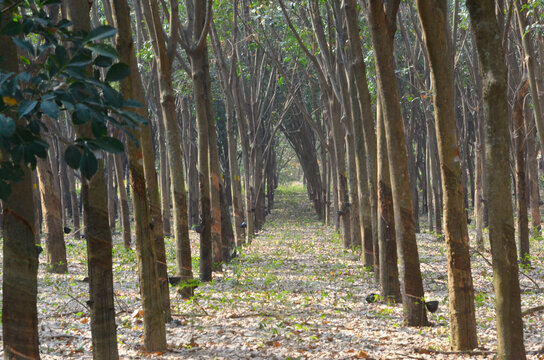 Tunnel in the row of rubber trees in the summer