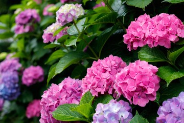 梅雨の雨に濡れる紫陽花の花