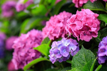 梅雨の雨に濡れる紫陽花の花