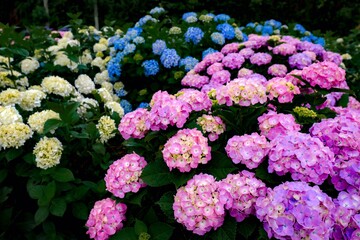 梅雨の雨に濡れる紫陽花の花