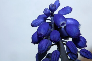 Blue small flower close up Muscari neglectum family asparagaceae modern background high quality big size botanical print