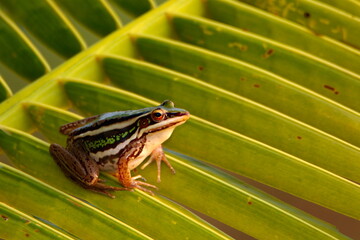 Frog on a leaf