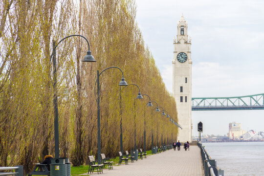 Montreal Clock Tower and Jacques Cartier Bridge View along Old Port Promenade with Poplar Trees and Street Lanterns, Quebec, Canada Tourism Travel Destination Microstock Photography Background
