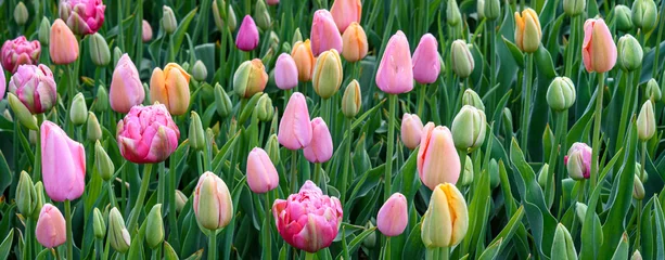 Fotobehang Pattern of pastel colored tulips growing closely in a garden, as a nature background  © knelson20