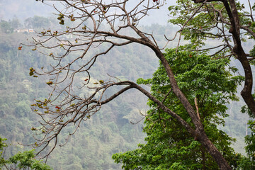 Dried tree branches and green tree