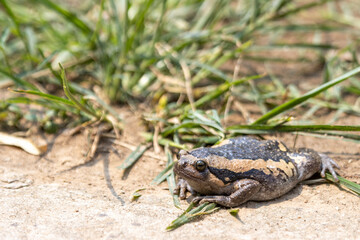 Close-up kaloula pulchra, fat, round, chubby female in the rainy season. Shaped like a frog