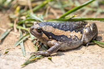 Close-up kaloula pulchra, fat, round, chubby female in the rainy season. Shaped like a frog