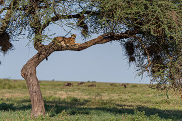 Cheetah sitting on the tree in Serengeti, Tanzania, Africa. © MATRISHVABHASKAR