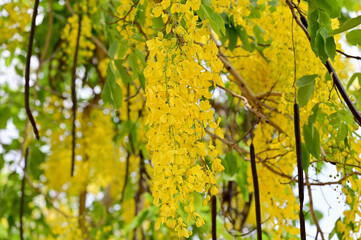 Golden Shower Tree, Cassia fistula beautiful yellow flowers and green leaves of Thailand in the garden. 
Focus on leaf and shallow depth of field.