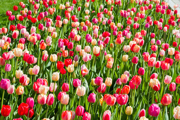 Pink and red tulips mosaic of a garden