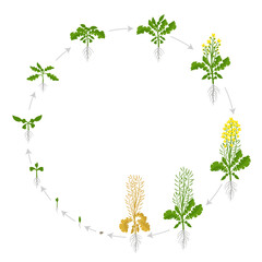 Rapeseed cycle of life. Oilseed plant round growth stages. Growing period steps. Brassica napus. Harvest animation progression. Vector infographic set.