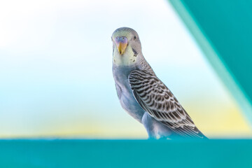 Blue parakeet over a blue wooden bar with the ocean on her background