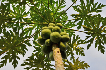 Plenty of green papaya fruits on the top