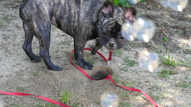 dog(young French bulldog) playing with bubble