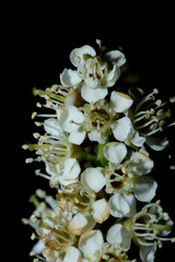 White small flower blossom close up Prunus lusitanica family rosaceae modern in black background high quality big size botanical print