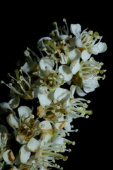 White small flower blossom close up Prunus lusitanica family rosaceae modern in black background high quality big size botanical print
