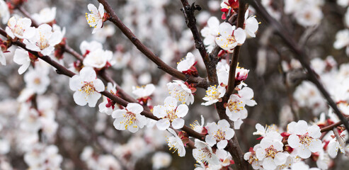 Branch with beautiful fresh spring apricot flowers on tree