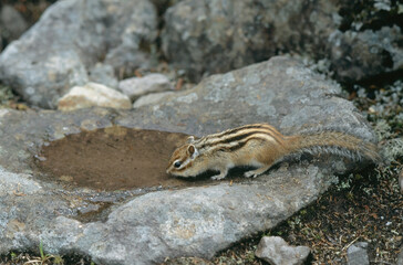 水を飲むエゾシマリス（北海道・鹿追町）
