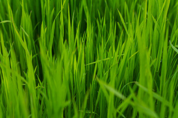 Fototapeta na wymiar Fresh green grass or lawn texture background