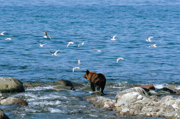 カモメの群とヒグマ（北海道・知床）
