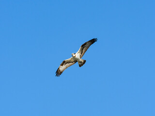 ミサゴ飛翔(osprey)
