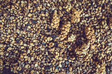 Kopi luwak or civet coffee, coffee beans excreted by civet.