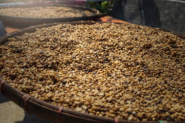 Kopi luwak or civet coffee, coffee beans excreted by civet. © Chatchanan