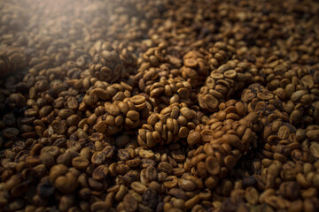 Kopi luwak or civet coffee, coffee beans excreted by civet.