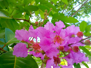 Purple flowers in nature garden