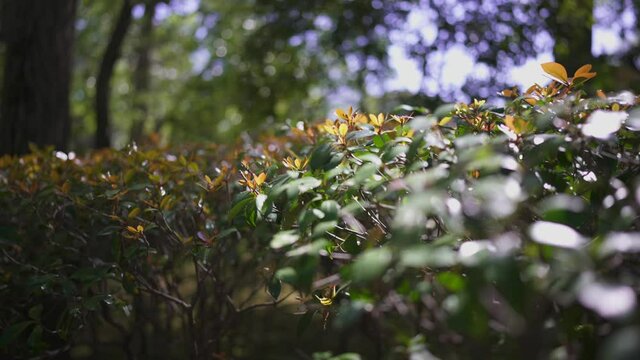 cill garden japan Autumn leaves wood