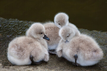 three cygnets huddling together on a cold morning 