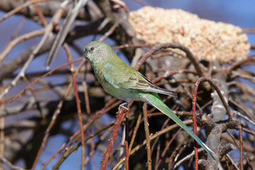 female red-rump parrot perched on tree