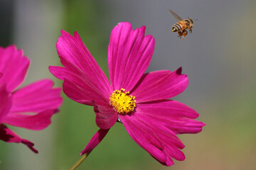 pink cosmos flower with bee flying over