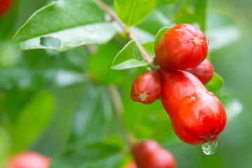 dew drop on grass,dew drop on flowers,dew drop on leave dew drop on fruit
