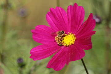 pink cosmos flower with bee
