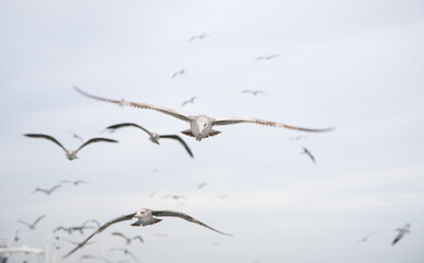Seagulls flying over the ocean