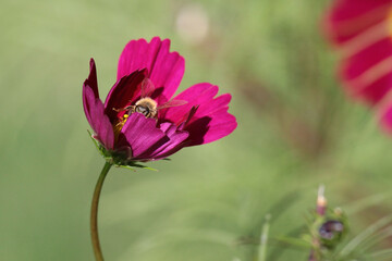 bee inside closing petals of pink flower